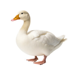 White duck isolated on transparent background,transparency 