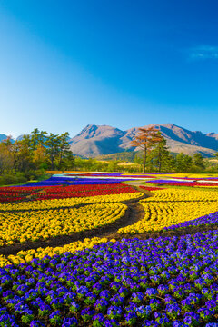 Kuju Flower Park in spring , Japan,Oita Prefecture,Taketa, Oita April 2013
