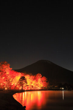 Fuji and Lake Yamanakako Autumn Leaves Light Up at Night , Japan,Yamanashi Prefecture,Minamitsuru District, Yamanashi,Yamanakako, Yamanashi November 2015