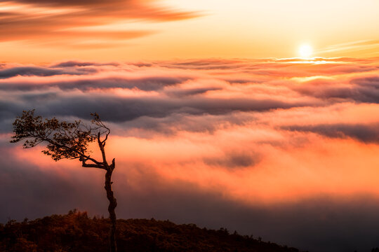 Sea of Clouds Evening View One Tree , Japan,Hokkaido,Kawakami-gun,Teshikaga, Hokkaido,Teshikaga Gen-ya June 2014