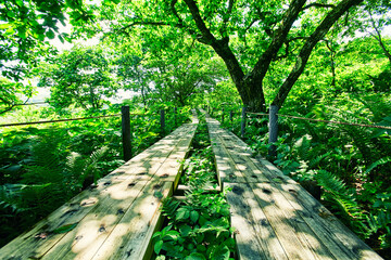 Wooden path in the marsh , Japan,Nagano Prefecture,Matsumoto, Nagano July 2021