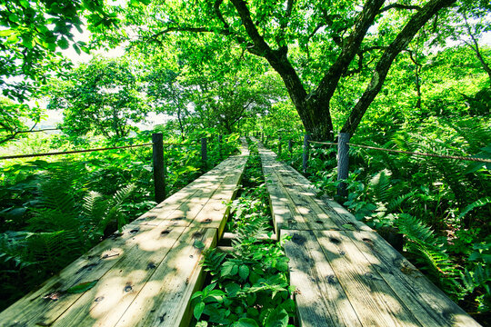 Wooden path in the marsh , Japan,Nagano Prefecture,Matsumoto, Nagano July 2021