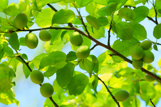 Plum fruit , Mito, Ibaraki,Ibaraki Prefecture,Japan May 2012