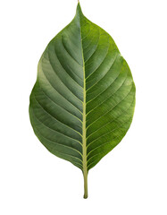 Obraz premium Isolated green leaf on white background