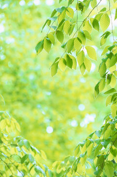 Young beech leaves , Japan
