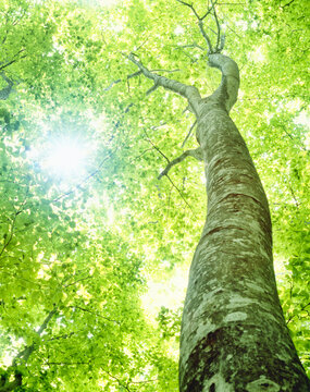 Fresh green beech trees and sunlight through the trees , Niigata Prefecture,Japan
