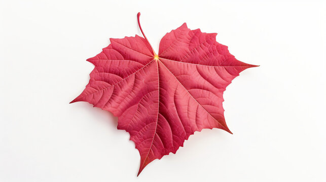 Red ivy leaf