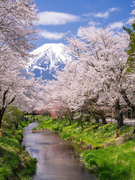 Fuji, cherry blossoms and a stream , Japan,Yamanashi Prefecture,Minamitsuru District, Yamanashi,Oshino, Yamanashi April 2015