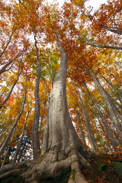 Looking up at the autumn leaves of beech tree , Tokamachi, Niigata,Niigata Prefecture,Japan November 2012