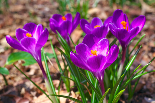 The flower of crocus , Japan,Tokyo,Tachikawa March 2014