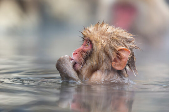 Japanese macaque monkey bathing in hot spring water in Jigokudani , Japan,Shimotakai-gun February 2015