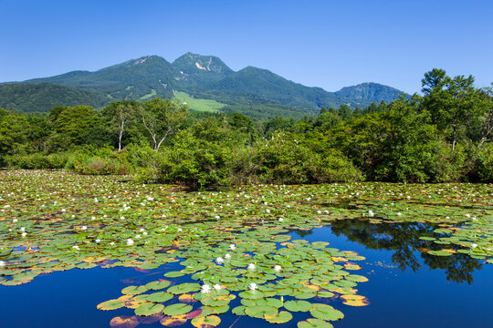 Blooming water lilies at Imori Lake and Mt. Myoko , Myoko, Niigata,Niigata Prefecture,Japan August 2012