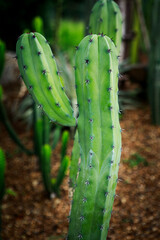 close up Myrtillocactus geometrizans f. cristata in deset plant garden