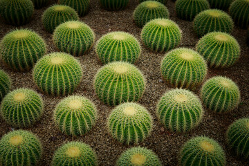 Golden barrel cactus / Echinocactus grusonii in desert plant garden