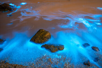 Blue tears Noctiluca scintillans. Photographed in Matsu, Taiwan