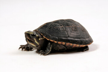Weißmaul-Klappschildkröte // White-lipped mud turtle (Kinosternon leucostomum) 