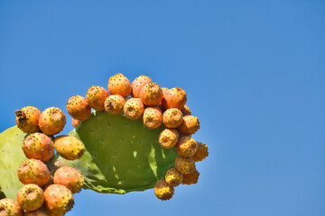 Cactus full of ripe fruits, prickly pears, blue sky. the Latin name is, (Cactaceae) Opuntia ficus...