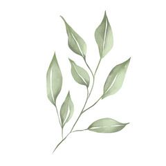 Watercolor illustration of green branch with leaves