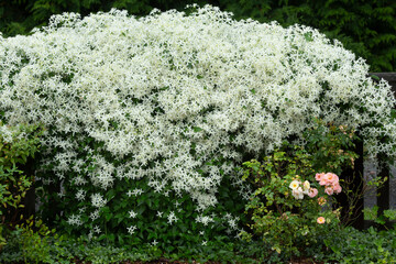 Massive hedge of sweet autumn clematis flowers in Connecticut.