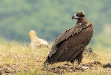 Cinereous vulture sitting on feeding station