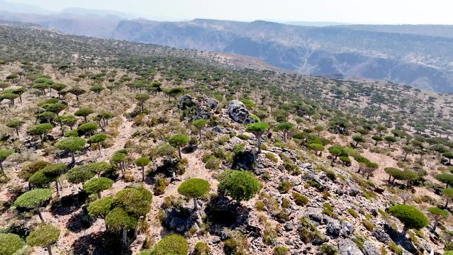 Socotra Island, Yemen - Soaring Over the Diksam Plateau - Drone Flying Forward