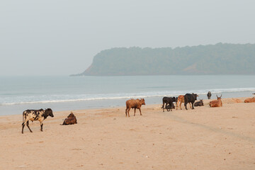 camels on the beach