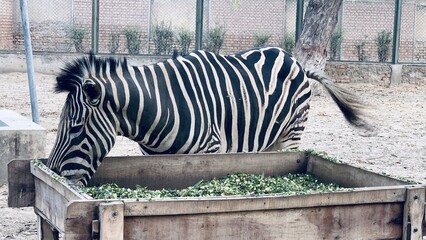 Beautiful Zebra Video From The D.G.Khan Zoo. A Zebra Standing On The Lawn Eating Grass. Zebra is...