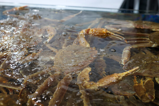snow crab, wary crab, queen crab, korea crab