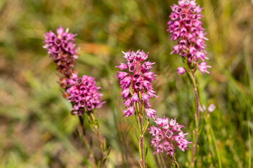 Spike Heath (Bruckenthalia spiculifolia) in natural habitat