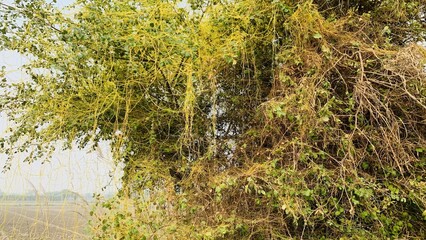 Cuscuta, Dodder, Parasitic plant. Creeper plant. Close up Dodder plant on the Tree (Scientific name...