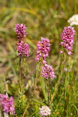 Obraz premium Spike Heath (Bruckenthalia spiculifolia) in natural habitat