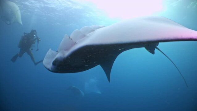 A Huge Manta Ray swims very close to viewer whilst feeding in open blue water