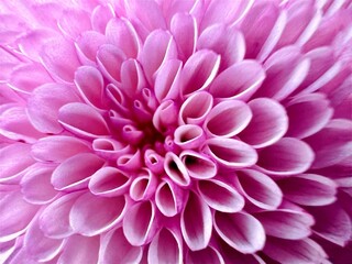 Close up purple, pink chrysanthemum petals