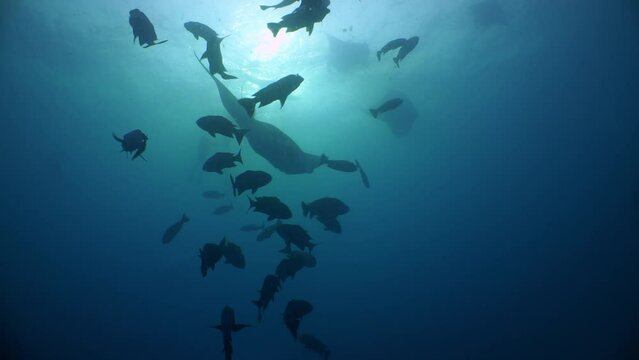 Underwater shot looking up towards sun as fish and Manta Ray swim down towards camera