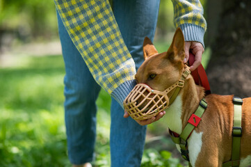 The owner puts a muzzle on the African dog breed Basenji for a walk. - obrazy, fototapety, plakaty