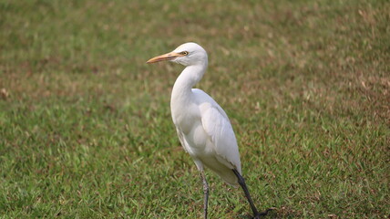 Obraz na płótnie Canvas A white bird standing in grass