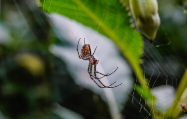 spider in the net on a plant in the nature closeup