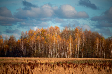 autumn landscape in late autumn. golden birch grove and yellow dry field in the sunlight.