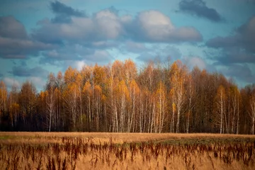 Gordijnen autumn landscape in late autumn. golden birch grove and yellow dry field in the sunlight. © Ann Stryzhekin