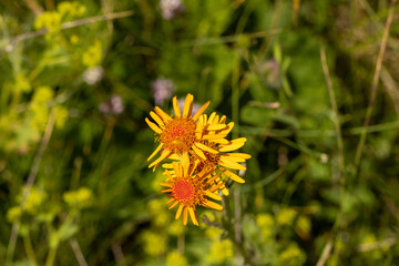 Flowering wild Linen flower in mountain