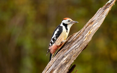 Fototapeta premium Middle Spotted Woodpecker sitting on dead tree