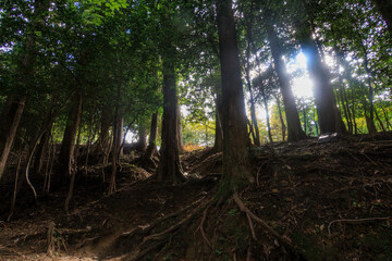 比叡山への登山道