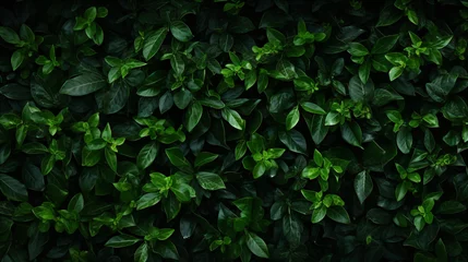 Papier Peint photo Lavable Herbe A wall of green leaves