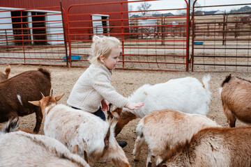Child petting herd of goats at petting zoo - obrazy, fototapety, plakaty