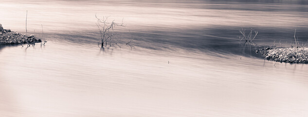 dead trees in the Villajoyosa swamp