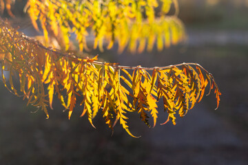 Obraz premium Branch with autumn leaves under the sun