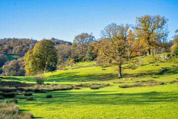 Autumnal scenery of Rydal, lake district national park 
