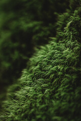 Close up macro of bright green moss outside in nature.