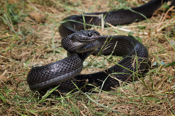 mangrove snake black boiga ready to attack