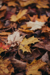 Close up of colorful fallen leaves on the ground on autumn day.